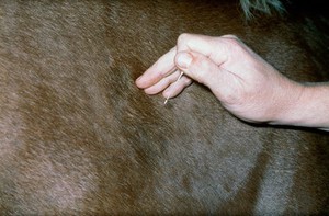 view Intramuscular injection in horse's torso