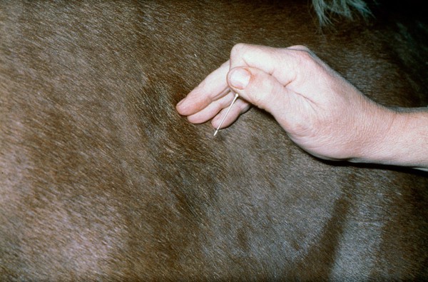Intramuscular injection in horse's torso