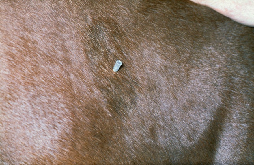 Intramuscular injection in horse's torso