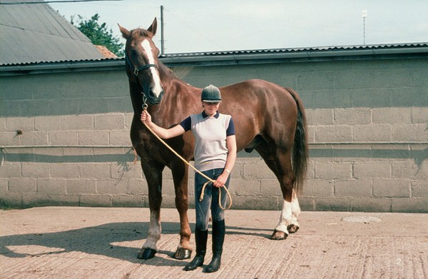 Horse in head collar