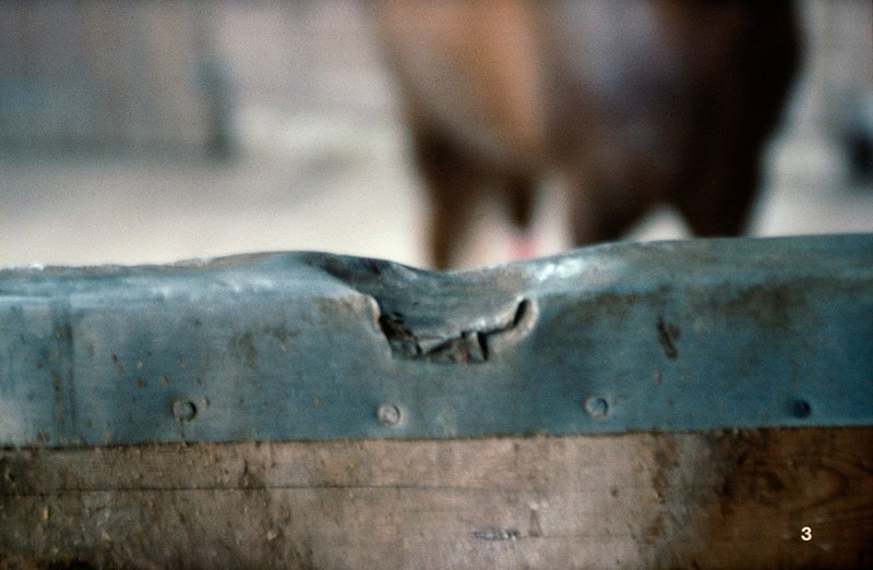 Signs Of Crib Biting On The Manger Wellcome Collection