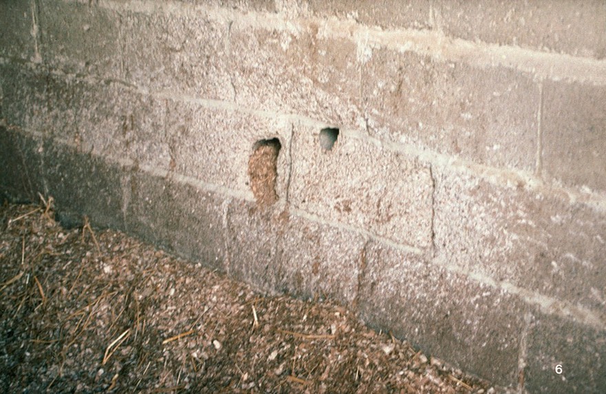 A hole in wall of a stable due to kicking