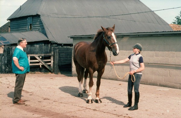 Observing horse in good light - examining