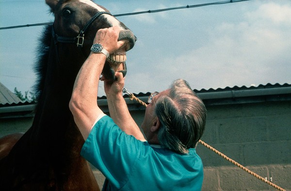 Examining horse's incisors from in front