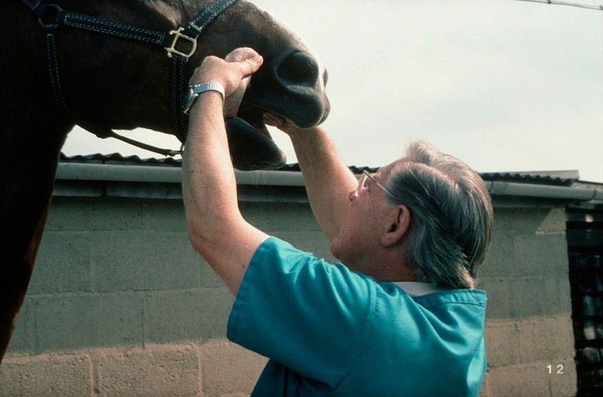 Examining horse's molars, tongue to side