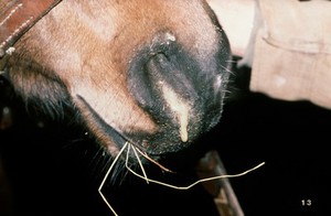 view Discharge of pus from horse's nostril