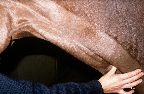 Test of patency of horse's jugular vein