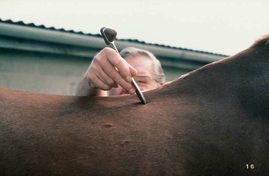 Examing horse's spinal reflexes