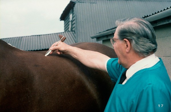 Examing horse's spinal reflexes