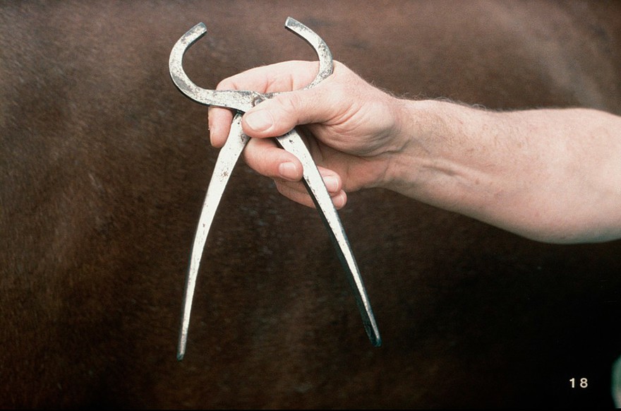 Horse's hoof testers