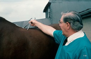view Spinal reflex test on both sides of spine