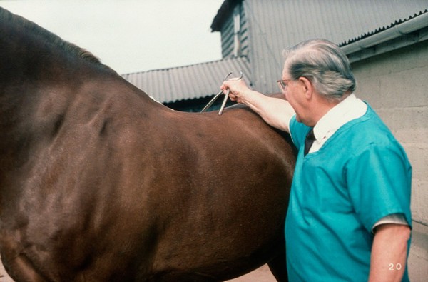 Horse's reactions to spinal reflex tests