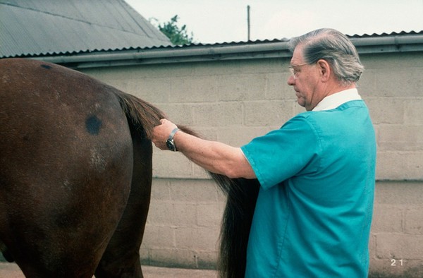 Examining horse - palpating the tail