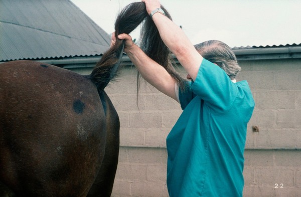 Inspecting horse's anus and vulva