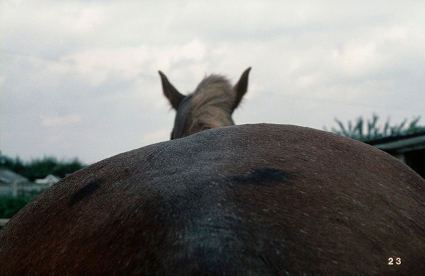 Posterior view of horse: asymmetric pelvis