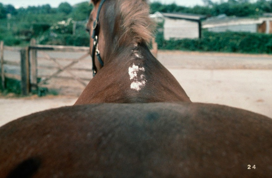Posterior view of horse: symmetric pelvis