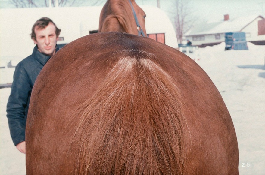 Posterior view of horse: tuber sacrale