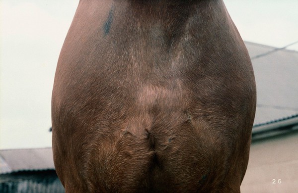 Examination of a horse: shoulder symmetry.