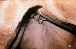 view Teats of a maiden mare