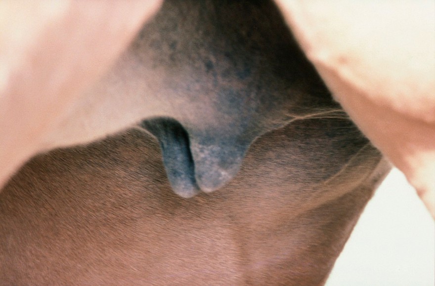 Teats of a bred mare
