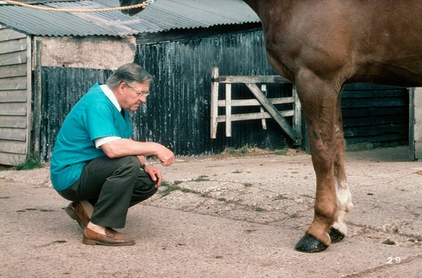 Examining horse's forelegs & feet from front