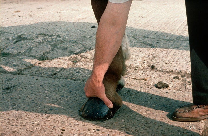 Feeling the front of a horse's foot