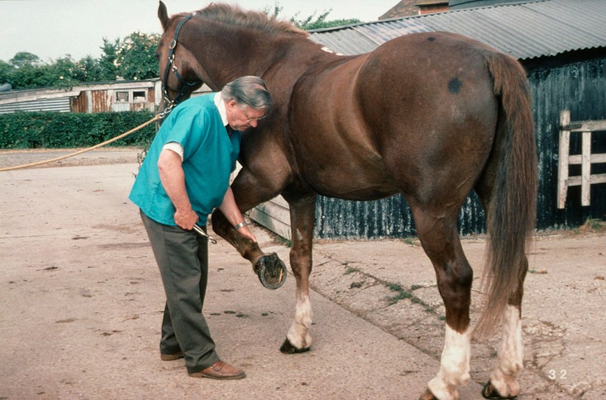 Examining horse's foot balance