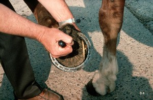 view Cleaning horse's feet prior to examination