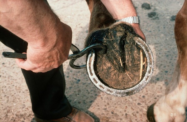 Hoof testers used to test loss of sensation