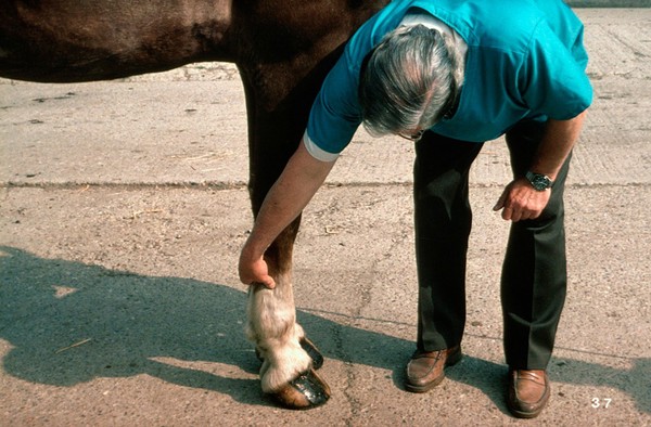 Feeling for horse' s splint bone - examining