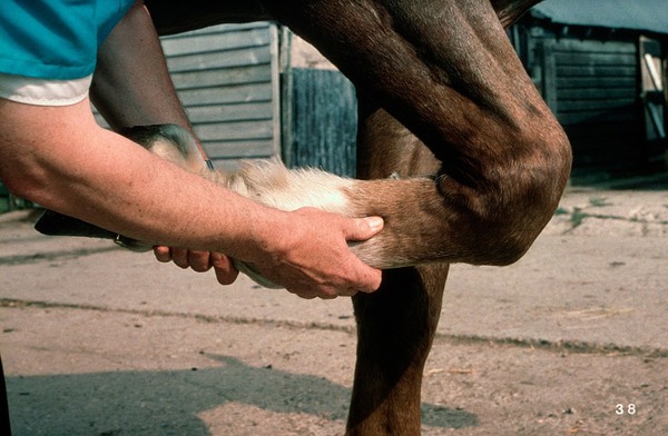 Feeling for horse' s splint bone - examining