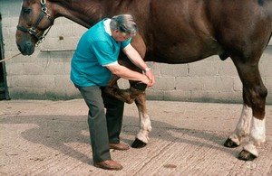 view Examining a horse: flexing the fetlock