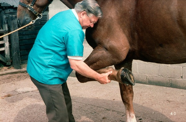 Examining a horse: flexing the knee