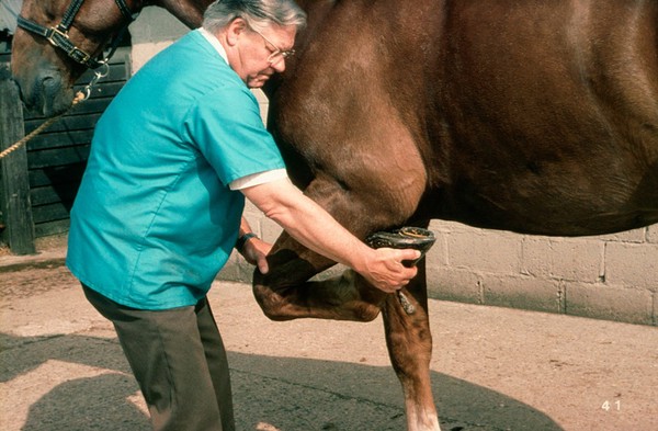 Examining a horse: flexing fetlock & knee