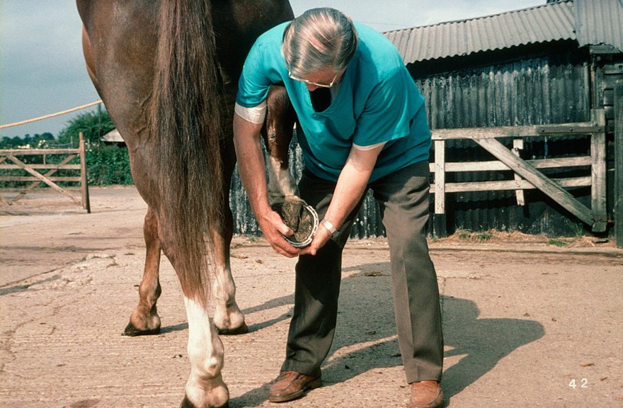 Examining a horse: flexing hind fetlock