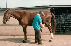 view Examining a horse: the spowin test