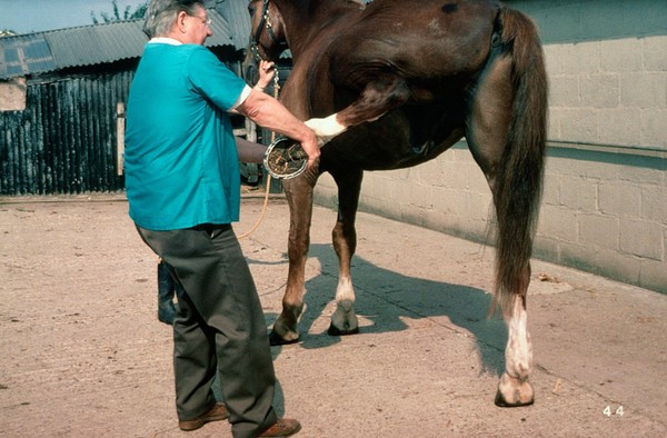 Examining a horse: abduciton test for sprain