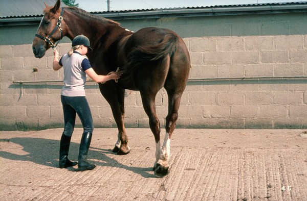 Turning a horse in a tight circle correctly