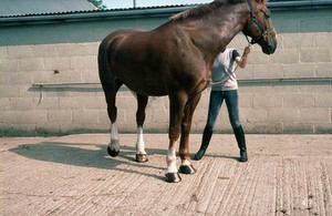 view Turning a horse in a tight circle poorly