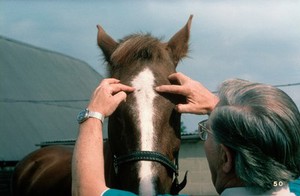 view Bony swelling over horse's frontal sinus