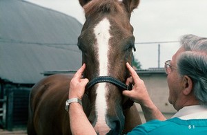 view Bony swelling over horse's maxillary sinuses