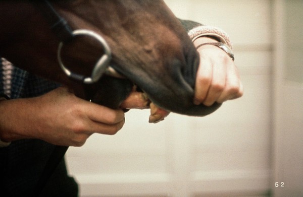 Horse with Parrot mouth