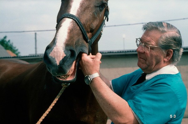 Checking inside horse's cheeks for ulcers