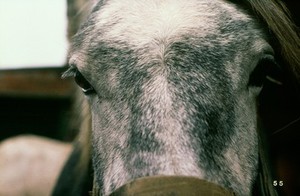 view Facial asymmetry due to horse's sinusitis