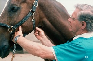 view Examining horse's throat - hobday scar