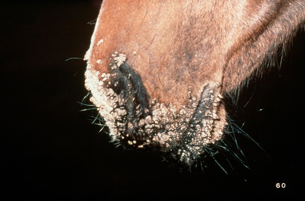 A horse with juvenile oral papillomata