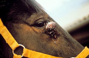 view Single sarcoid below the eye of a horse