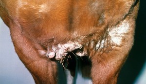 view Mass of sarcoids on horse's chest