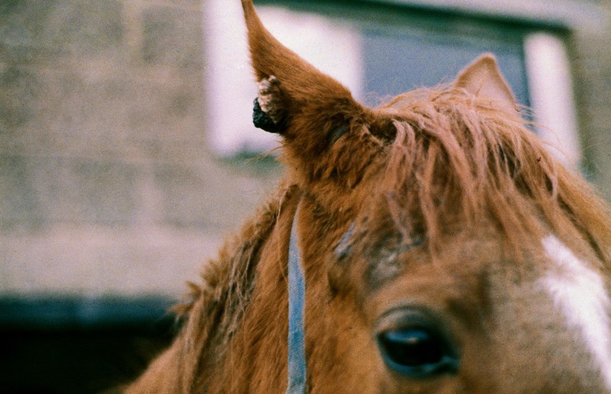 Horse with a single sarcoid on the ear