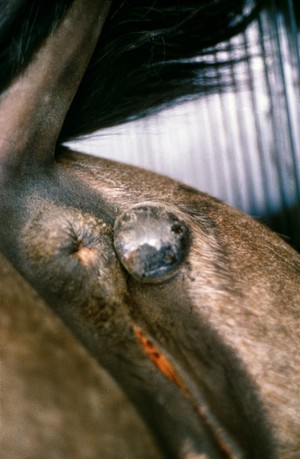 view Perianal melanoma manifest on a horse